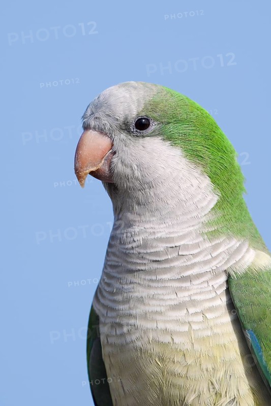 Monk Parakeet (Myiopsitta monachus), portrait, Fuerteventura, Canary Islands, Spain