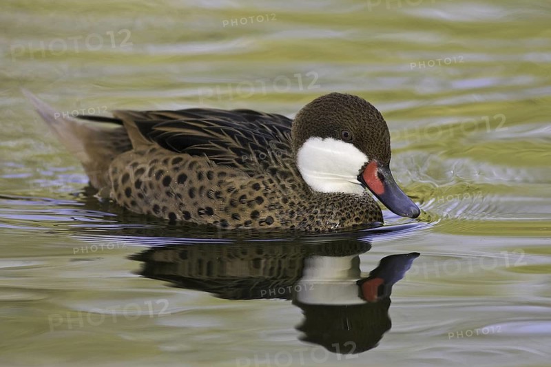 White-cheeked Pintail (Anas bahamensis), Arizona, USA