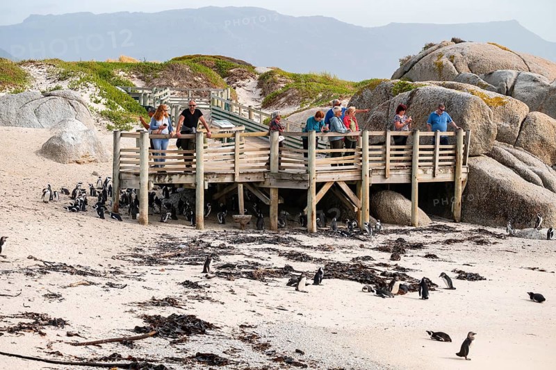 Tourists at the viewing platform for the penguin colony, spectacled penguin (Spheniscus demersus), Boulder Beach, Western Cape, Simon's Town, South Africa