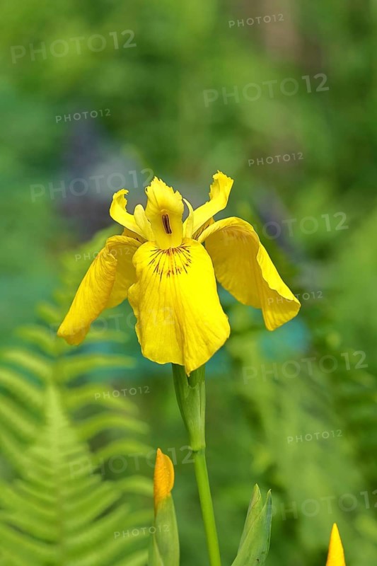 Marsh iris (Iris pseudacorus), yellow flower in a pond, Wilnsdorf, North Rhine-Westphalia, Germany