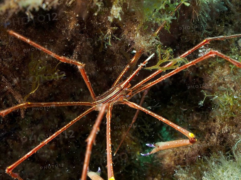 An orange-coloured crab, the Eastern Atlantic arrow crab (Stenorhynchus lanceolatus), in the underwater world, surrounded by seaweed, at the El Cabron Marine Reserve dive site, Arinaga, Gran Canaria, Spain, Europe, Atlantic Ocean