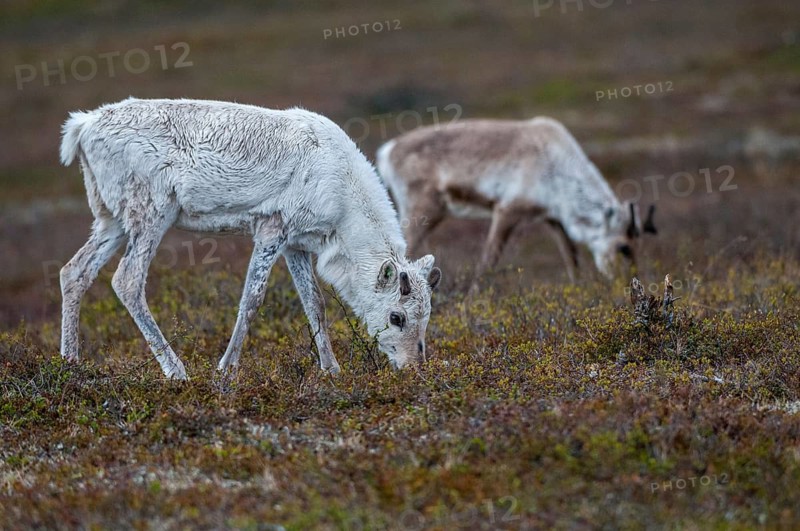 Artiodactyla, even-toed ungulate, Finland, cloven-hoofed, rangifer tarandus, reindeer, reindeer, adolescent, juvenile, mammals, mammals