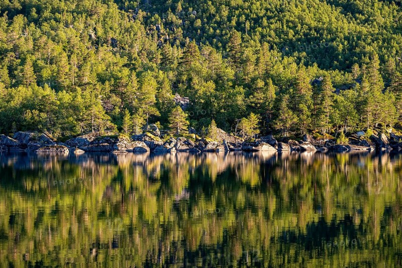 Forest in evening light, reflected in Lake Innerdalsvatna, Innerdalen High Valley, Trollheimen Mountain Area, Sunndal, Møre og Romsdal, Norway