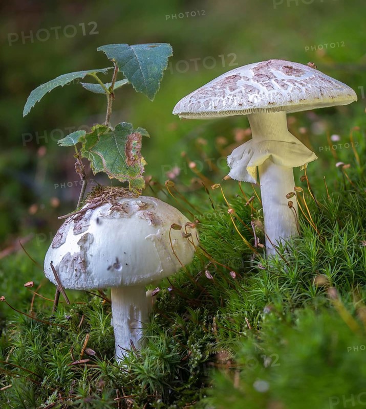 Amanita Citrina, Amanita Citrina var. Alba, Amanita Mappa, Delicate Amanita, False Death Cap, Yellow Tuber, Yellow Bulbous, Napkin Amanita, Lemon-Yellow Tuber Leaf Mushroom, Fungi, Fungus, High Size, Portrait Format, Mushrooms