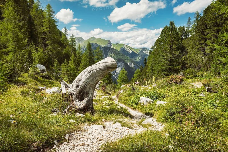 Scenic dirt hiking path winding through green alpine meadow weathered tree trunk pine forest mountains cloudy blue sky background Dolomites South Tyrol Italy summer landscape