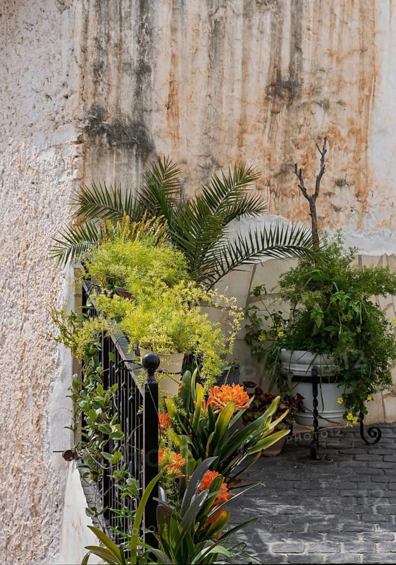 Various green plants in front of grid and house wall, Vinuela, Andalusia, Spain