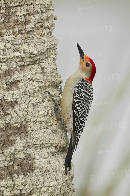 Red-bellied Woodpecker (Melanerpes carolinus) male climbing up tree, Florida, USA