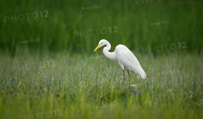 Great Egret (Ardea alba) standing in a green field, Sreepur, Gazipur, Bangladesh