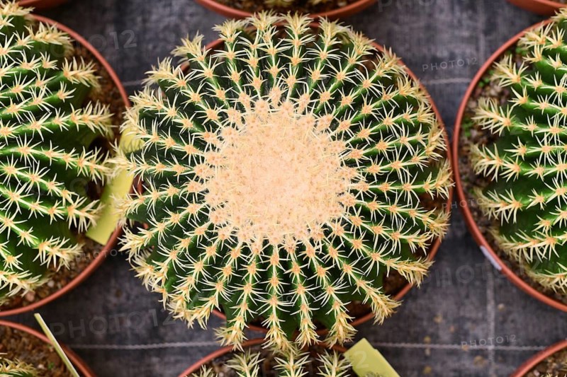 Top view of potted echinocactus grusonii cactus plant