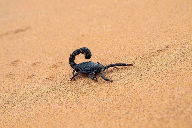 Black scorpion (Parabuthus villosus) running across sand, Namib Desert near Swakopmund, Namibia