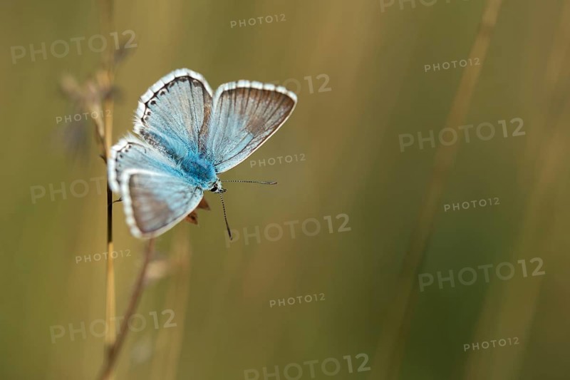 Lysandra coridon, polyommatus coridon, silverblue, silvergreen blue, butterfly, chalkhill blue, insects, butterfly, butterflies