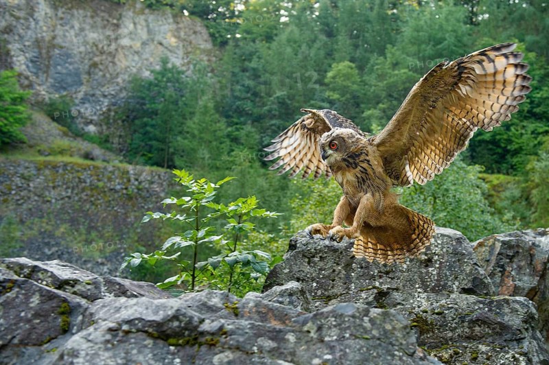 Eurasian Eagle-owl (bubo bubo) flying, Gerolstein, Rhineland-Palatinate, Germany