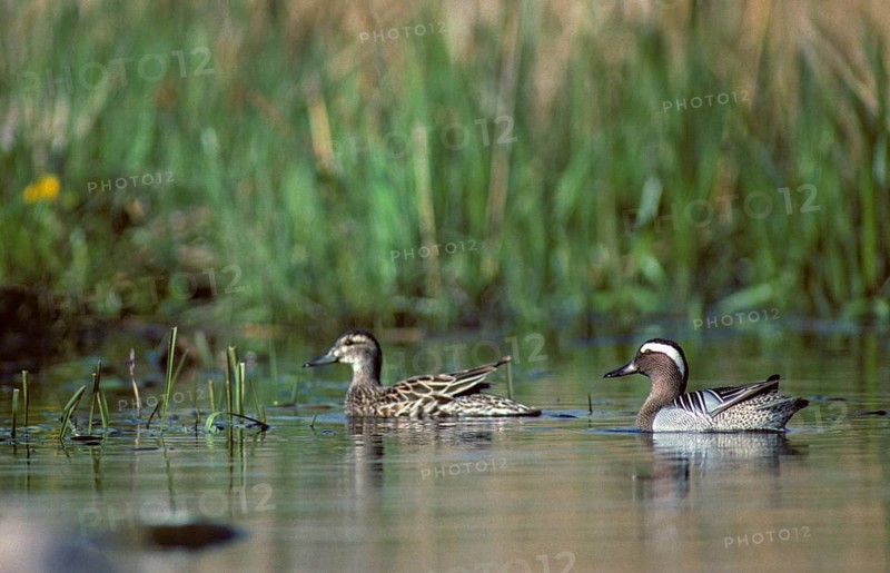 Anas querquedula, garganey, chick duck, spatula querquedula, anatidae, birds, ducks, ducks, ducks, duck birds, female, leo, male, birds, waterbirds, female
