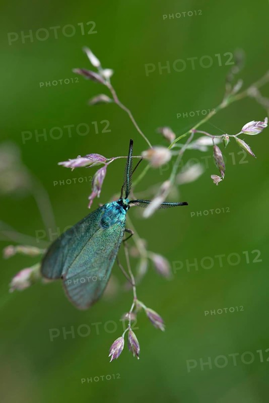 Adscita statices, ampfergreen ram, common green forester, green ram, butterfly, high size, portrait format, insects, moths, moths, moths, moths, butterfly