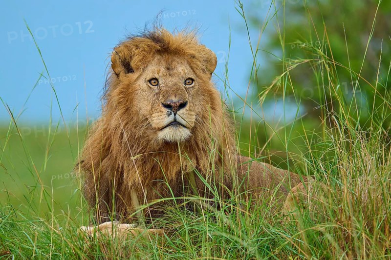 A lion sits in the thick grass of the savannah, surrounded by nature and a blue sky, lion (Panthera leo), Masai Mara National Reserve, Narok County, Kenya