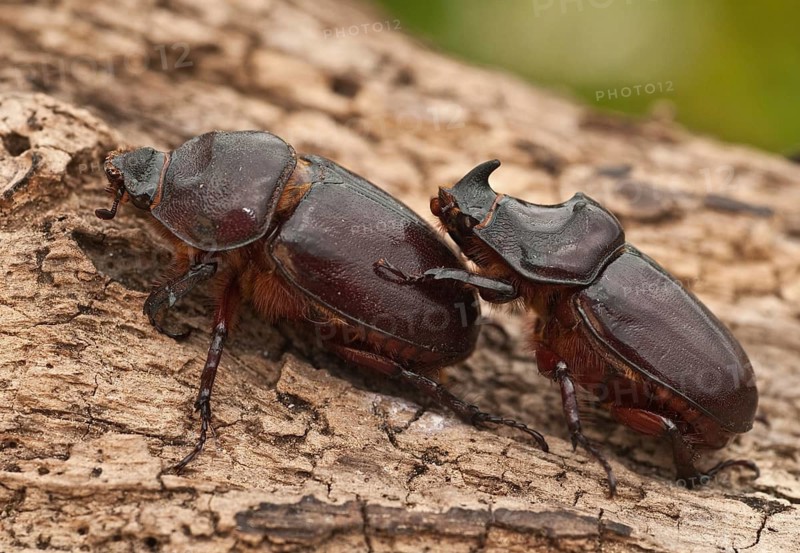 European rhinoceros beetle, rhinoceros beetle, oryctes nasicornis, rhinoceros beetle, beetle, coleoptera, female, insects, beetles, male, female