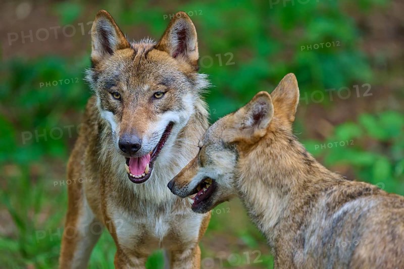 Two wolves in a green forest interact with one another and display various facial expressions, summer, wolf (Canis lupus), Germany