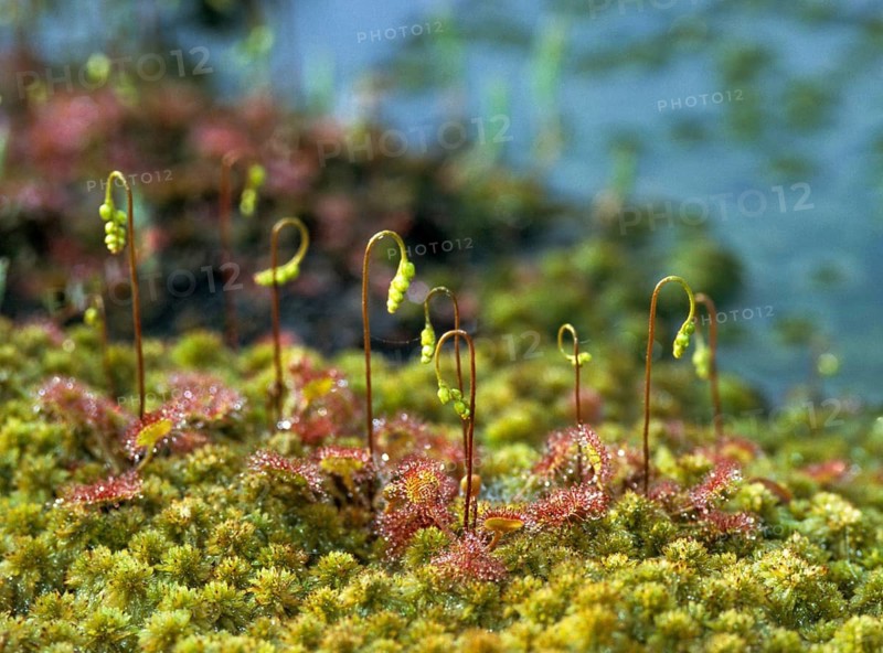 Brosswort, Bullwort, Drosera Rotundifolia, Droseraceae, Lord Spoon, Sky Spoon, Sky Dew, Round Leaf Sundew, Sundew, Spoelkrut, Common Sundew, Flora, Plants, Plants, Round-Leaved Sundew, Roundleaf Sundew, Sundew
