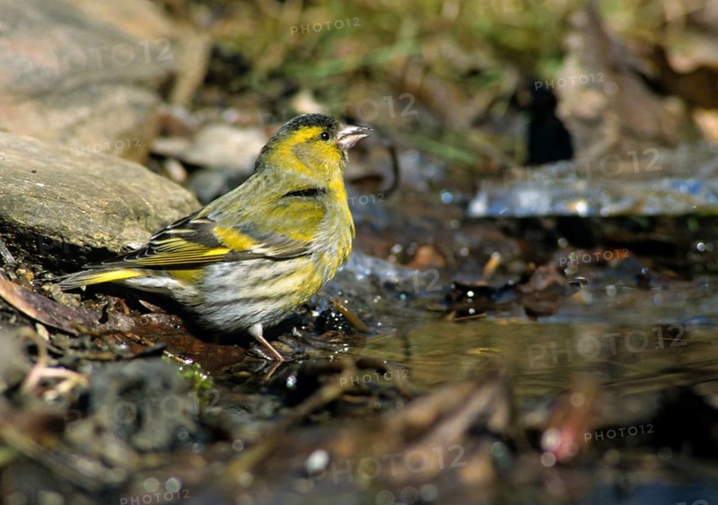Carduelis spinus, siskin, spinus spinus, siskin, birds, male, passeri, songbirds, birds