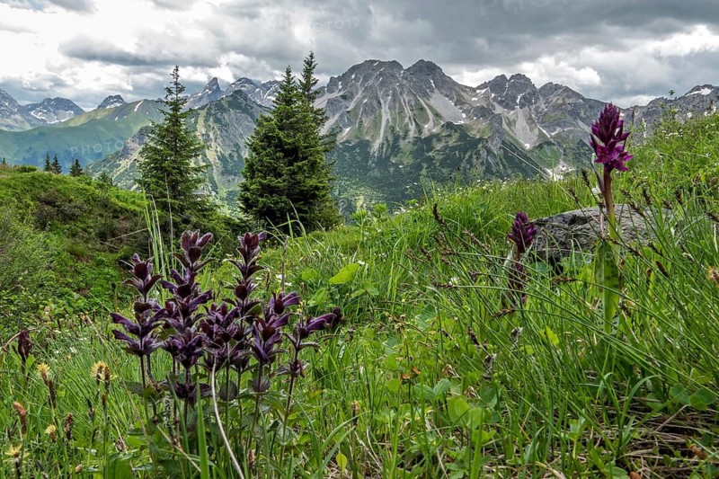 Meadow with Alpine Bartsia (Bartsia alpina), Fellhorn, with the mountains of the Allgäu Alps in the background, Oberstdorf, Oberallgäu, Allgäu, Bavaria, Germany