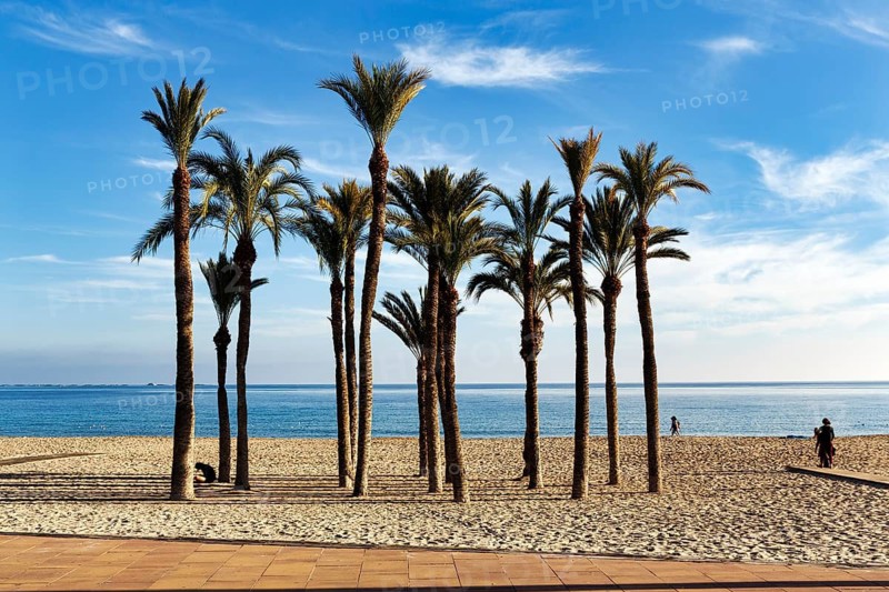 Distinctive palm grove on Playa Centro main beach, turquoise blue water, walkers, Cirrus, Villajoyosa, Costa Blanca, Spain