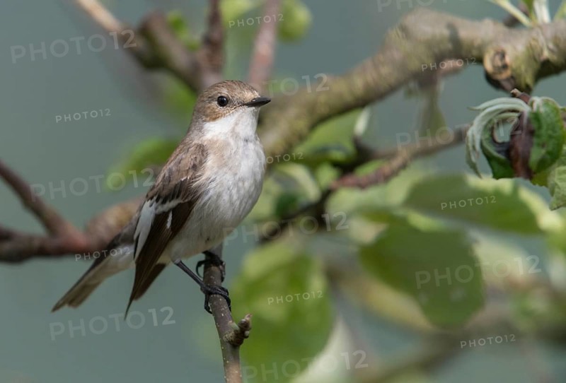 Ficedula hypoleuca, pied flycatcher, mourning snapper, mourning snapper, birds, male, passeri, songbirds, birds