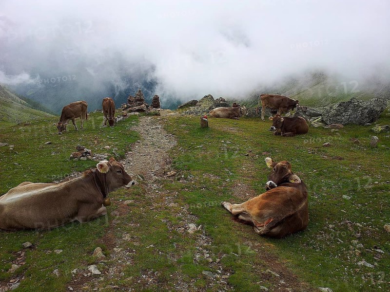 Cows (bos) resting on a mountain path, surrounded by fog and green grass, E5, hiking in the Alps, crossing the Alps, Austria