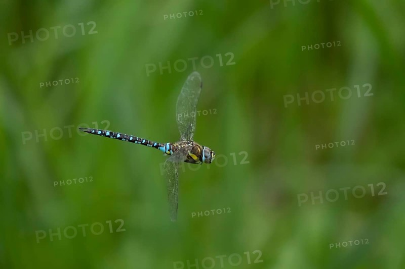 Migrant hawker dragonfly (Aeshna mixta) adult insect flying over a pond in summer, Suffolk, England, United Kingdom