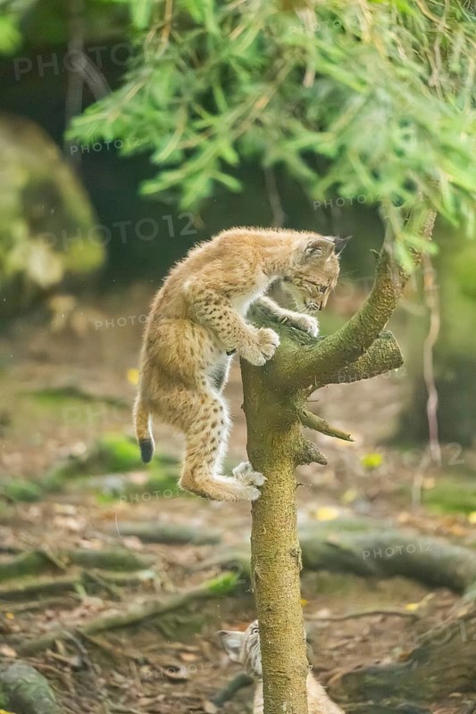 Eurasian lynx (Lynx lynx) youngster (cub) climbing up a tree in a forest, Bavaria, Germany