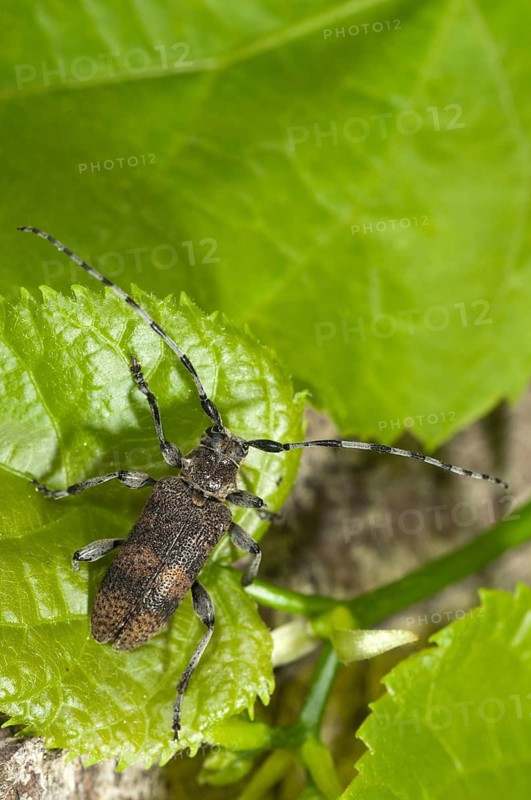 Lindenbock, Oplosia cinerea, Oplosia fennica, deadwood linden buck, beetle, coleoptera, high size, portrait format, insects, beetles