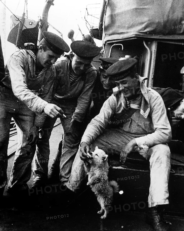 Navy. A small dog as a mascot for the sailors, Northern Front, Murmansk, Soviet Union 1942 J. Chaldej: 'On all ships, the sailors kept a dog or a small bear. It was a good distraction for them. They were happy for five minutes. '
