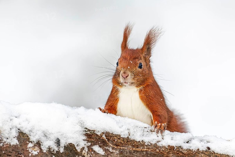 Typical for the squirrel (Sciurus vulgaris) are the conspicuous ear tufts, winter, snow, cold, sweet, cute, winter stock, December, Germany