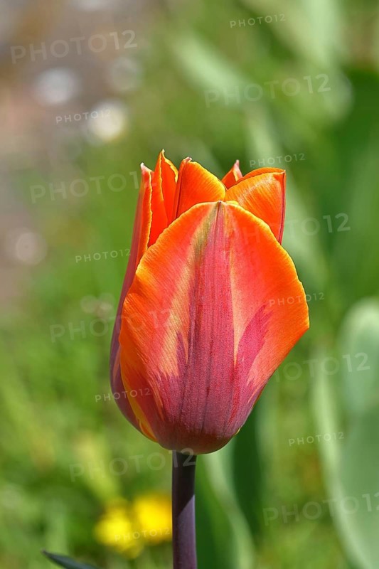 Tulip (Tulipa), flower orange colour in a flower bed Wilnsdorf, North Rhine-Westphalia, Germany