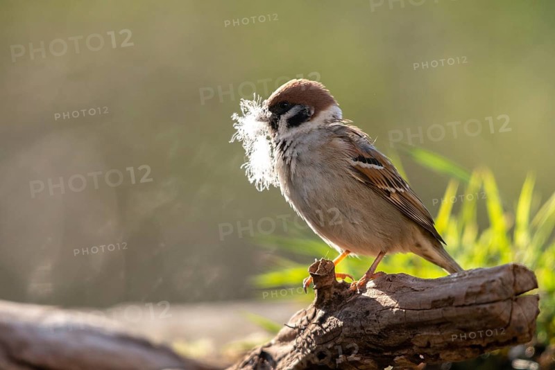 Tree sparrow, Passer Montanus, sparrow, tree sparrow, birds, feather, nest building, passeri, songbirds, sparrow, sparrow, sparrow, sparrow, sparrow, birds