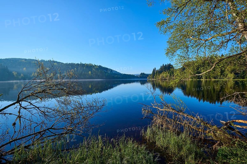 Lake with a clear reflection of the surrounding forests under a clear blue sky, Windgfällweiher, Lenzkirch, Black Forest, Breisgau Hochschwarzwald, Baden-Württemberg, Germany