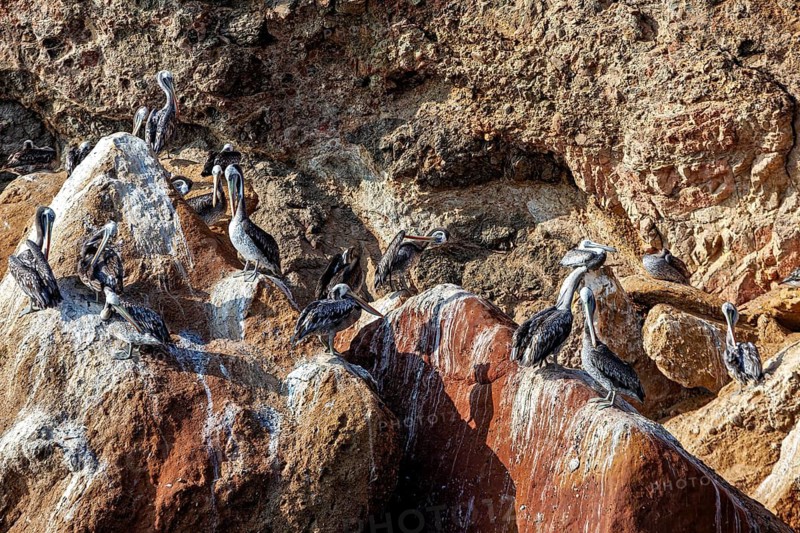 Pelicans resting on a rocky cliff, exposed to the sun-drenched rock faces, a peaceful scene of brown pelicans hunting on Paracas beach in Peru (Pelecanus occidentalis)