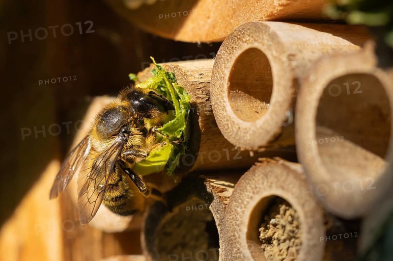 Leafcutter bee (Megachile willughbiella) adult insect building a nest in a garden bee or bug hotel or house in summer, Suffolk, England, United Kingdom