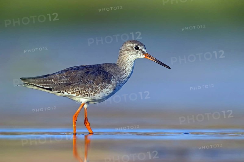 Redshank, (Tringa totanus), Animals, Birds, Snipe family, Raysut, Salalah, Sohar, Oman