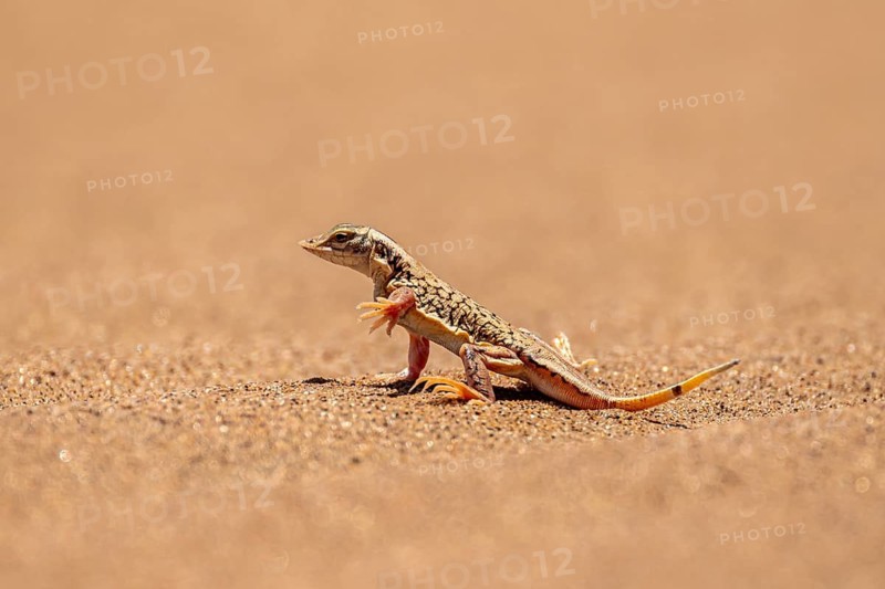 Shovel-nosed lizard (Meroles anchietae), in the sand, stretching its legs in the air to cool off, Namib Desert, Namib Naukluft Park, Namibia