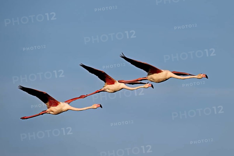 Three greater flamingos (Phoenicopterus roseus), in flight, Camargue Regional Nature Park, southern France, France