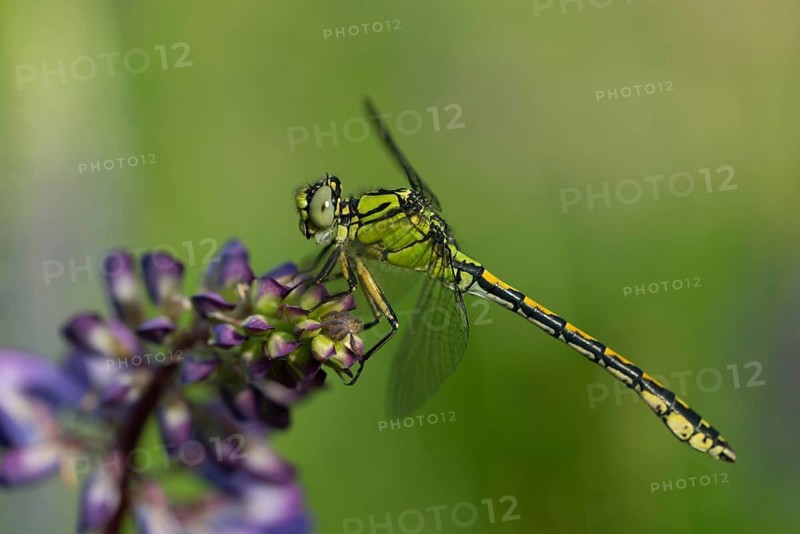 Green culbtail, green snaketail, green wedge, ophiogomphus cecilia, anisoptera, damselflies, dragonflies, insects, dragonflies, odonata