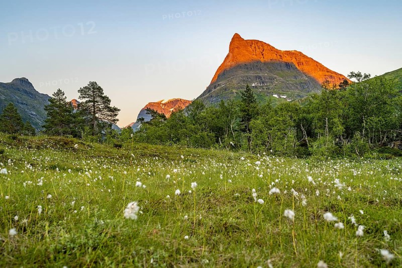 Cotton grass in a meadow, picturesque mountain landscape in the Innerdalen high valley with Innerdalstårnet peak, in the evening light at sunset, Trollheimen Mountain Area, Sunndal, Møre og Romsdal, Norway