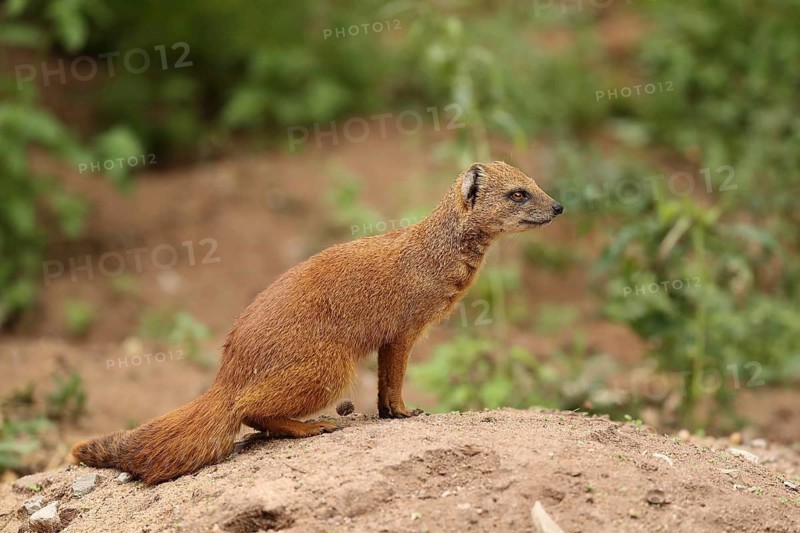 A mongoose sits alertly on a mound of earth in its natural habitat, a fox mongoose (Cynictis penicillata) sitting on the ground, in captivity, Baden-Württemberg, Germany