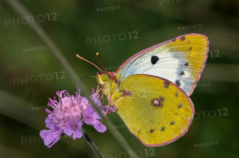 Colias hyale, yellow haybutterfly, golden eight, pale clouded yellow, white clover yellow, butterfly, insects, butterfly, butterfly, butterfly