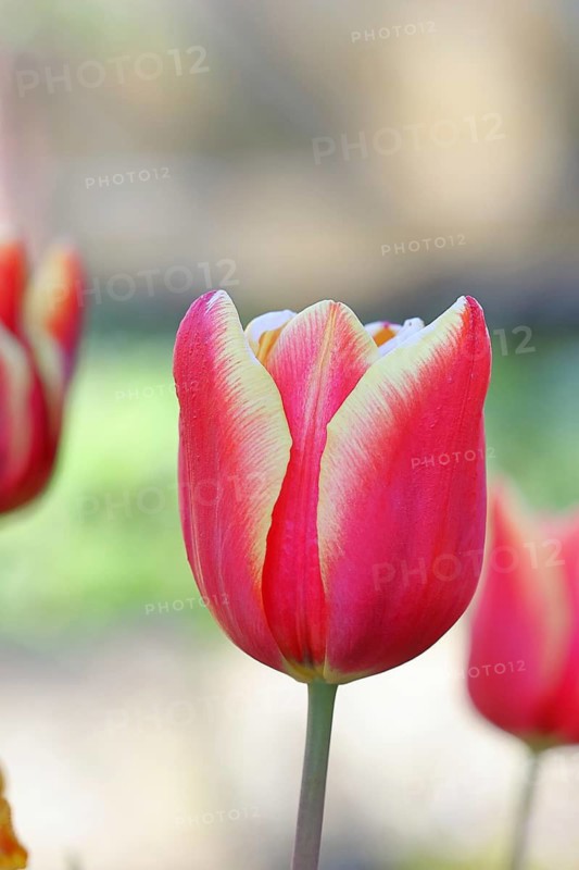 Tulip blossom (Tulipa), yellow-red blossom, in a garden, close-up, inflorescence, early bloomer, spring, Wilnsdorf, North Rhine-Westphalia, Germany