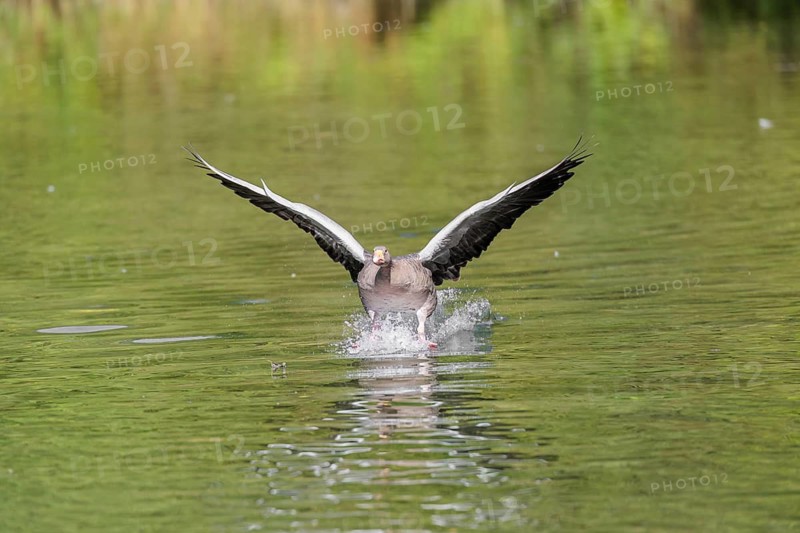 An adult greylag goose (Anser anser) lands on a lake on a sunny day. Bavaria, Germany