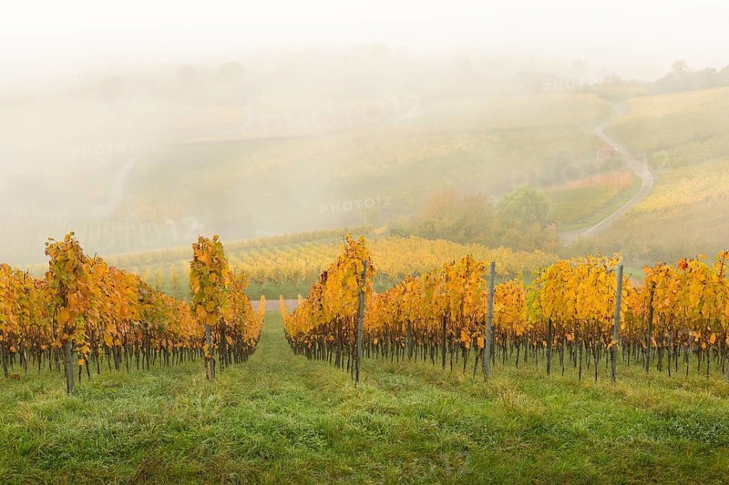 Vineyards in fog with yellow autumn leaves and green meadows, Korb im Rems Valley, Baden-Württemberg, Germany