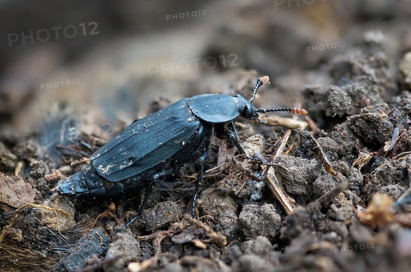 Carrion beetle, bshore sexton beetle, necrodes littoralis, silphidae, carrion beetle, gravedigger, beetle, coleoptera, insects, beetles, gravedigger