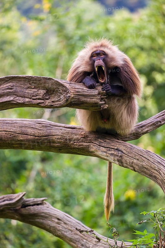 Portrait of an adult male Gelada (Theropithecus gelada), or bleeding-heart monkey, resting on a log. A green forest in the background