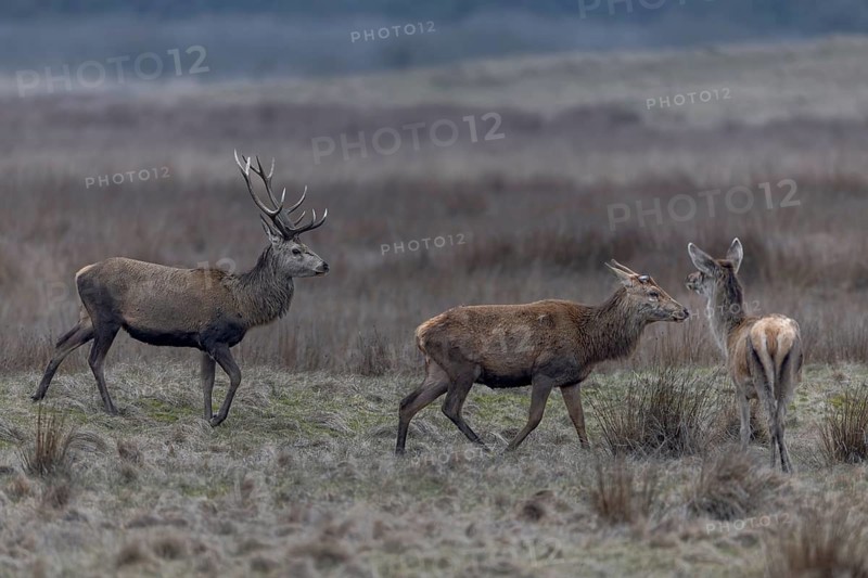 The red deer (Cervus elaphus), still bearing its antlers, follows its older counterpart—which has already shed its antlers—in a slightly threatening posture, antler shedding season, antler shedding, March, Denmark